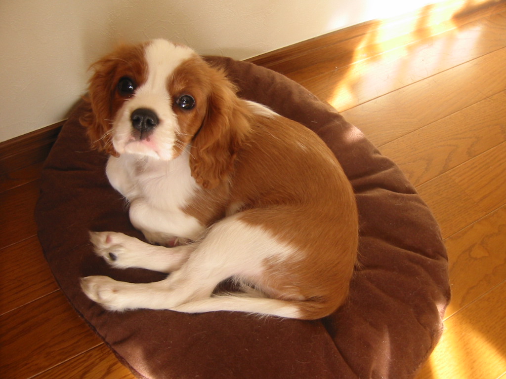 子犬 ストア 夜泣き おくるみ