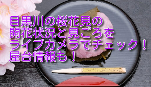 目黒川の桜花見2024の開花状況と見ごろをライブカメラやyoutubeでチェック！屋台情報も！