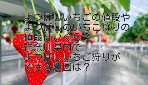 よつぼしいちごやいちご狩りの値段はいくら？神奈川県内でよつぼしいちご狩りができる農園は？